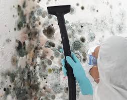 Best Basement Mold Removal in Watsonville, CA